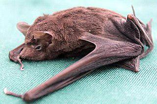 Сейшельскому мешкокрылу мешают жить лианы. Фото 2 