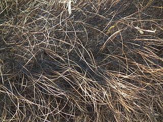 У рыжих людей волос в общем случае меньше, а у блондинов — больше… Фото 1 