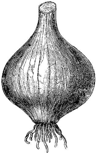 В честь луковицы назван не только сказочный персонаж, но и горная порода. Фото 1 