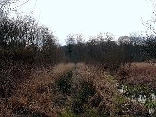 Время сооружения древнейшей мостовой Британии установлено с точностью до года. Фото 2 