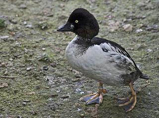 Заснеженные дюны в центре Европы — излюбленное место зимовки турпанов и гоголей. Фото 4 