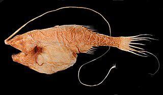 «Живая удочка» привлекает добычу светящейся наживкой. Фото 1 