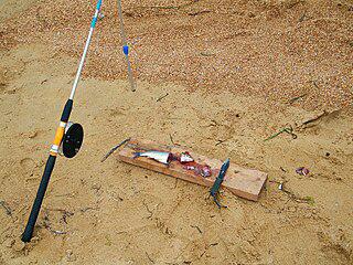 «Живая удочка» привлекает добычу светящейся наживкой. Фото 2 