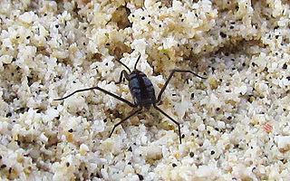 Бегущих по волнам океана со скоростью до 1 м/с впервые нашёл российский натуралист Иоганн фон Эшшольц. Фото 2 