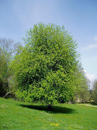 Большевики расценили порку черёмуховыми прутьями как террористический акт. Фото 1 