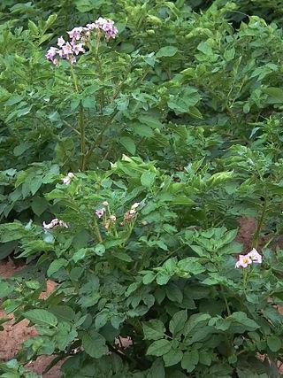 Были времена, когда желающие учиться приобретали знания в обмен на картошку. Фото 1 