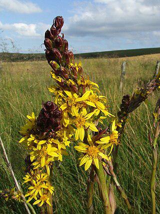 Бывает так, что и Дездемона, и Отелло сверху зеленоватые, а снизу — кроваво-красные. Фото 2 