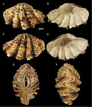 Человек брал на зубок гигантского моллюска ещё в палеолите. Фото 1 