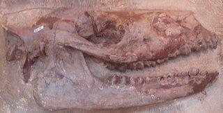 Давным-давно в Европе жили безоружные звери. Фото 2 