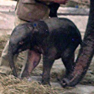 Единственный в мире гибрид между африканским и азиатским слоном умер через 10 дней после своего рождения. Фото 3 