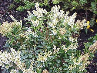 Этот декоративный кустарник имеет точно такое же научное название, как и бабочки-капустницы. Фото 1