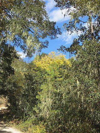 Горный рельеф Бутана не помешал лесам занять свыше половины его территории. Фото 2 