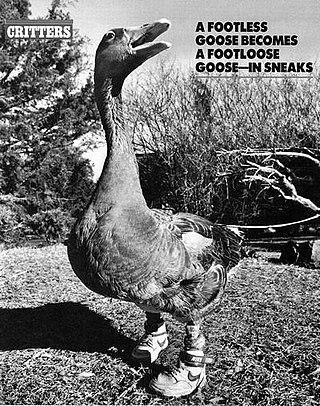 Гусь в кроссовках из Хейстингса удостоился каменного надгробия с портретом. Фото 1