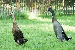 Индийские бегуны несут яйца и ранее сравнивались с пингвинами. Фото 2 