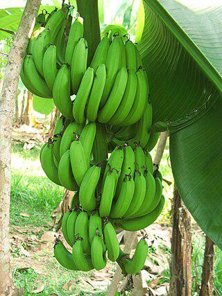 Из неликвидных зелёных бананов делают дешёвую и диетическую муку. Фото 1 