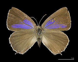 Крылатый зефир может быть берёзовым и дубовым. Фото 1 