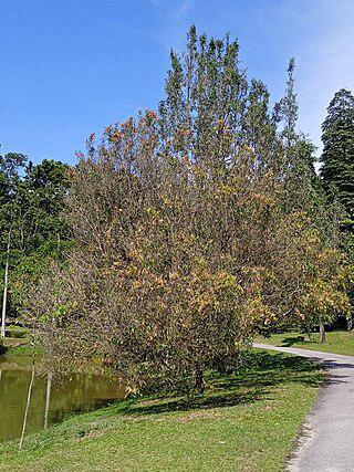 Листья железного дерева с острова Шри-Ланка сначала жёлтые и красные, а зеленеют со временем. Фото 2 