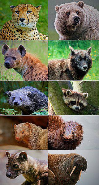 Медоуказчик (на илл.) с одинаковым успехом может привести и к мёду, и к хищному зверю. Фото 2 