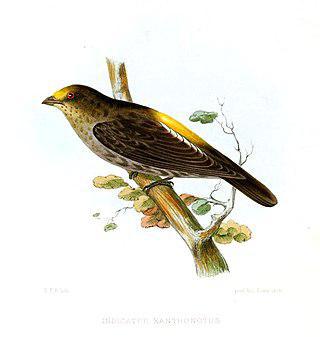 Медоуказчик (на илл.) с одинаковым успехом может привести и к мёду, и к хищному зверю. Фото 3 