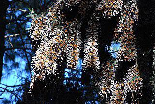 По мнению учёных, в заповеднике к концу XXI века не станет излюбленных мест зимовки бабочек-монархов. Фото 3 