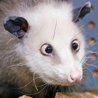 После смерти осьминога-оракула Германия сходит с ума по косоглазому опоссуму. Фото 3 