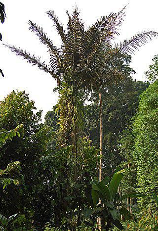 «Потрясающий розовый дракон» производит синильную кислоту в пещерах Таиланда под сенью сахарных пальм. Фото 2 