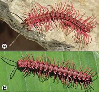 «Потрясающий розовый дракон» производит синильную кислоту в пещерах Таиланда под сенью сахарных пальм. Фото 4 