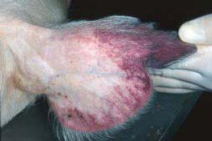 Разведение свиней в Африке застопорилось из-за угрозы чумы. Фото 3 