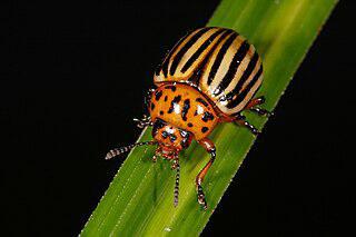 Родиной колорадского жука является не штат Колорадо, а Сонорская зоогеографическая подобласть на северо-востоке Мексики… Фото 1 