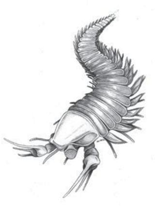 Руки-ножницы имени Джонни Деппа возрастом около полумиллиарда лет найдены в Канаде. Фото 2 