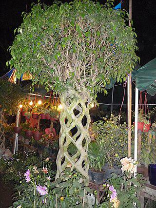 Скульптуру можно не только изваять, но и вырастить. Фото 2 