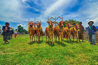 У скота на Мадуре интересная жизнь: быки состязаются в гонках за приз Президента, а коровы блистают на конкурсах красоты (на илл.). Фото 1 