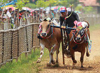 У скота на Мадуре интересная жизнь: быки состязаются в гонках за приз Президента, а коровы блистают на конкурсах красоты (на илл.). Фото 2 