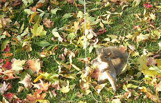 Удочку используют для ловли не только рыбы. Фото 1 