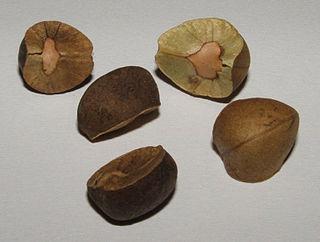 В Мексике встречается феномен прыгающих бобов, вызванный тем, что моль вида Cydia deshaisiana откладывает свои личинки в семена растений. Фото 3