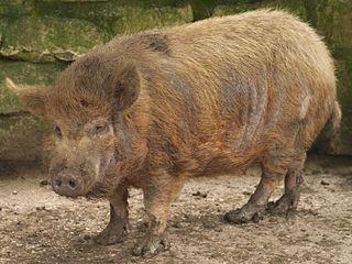 Воскресить средневековую свинью (на илл.) помог Альбрехт Дюрер. Фото 2 