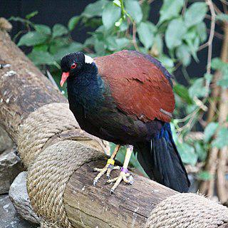 Впервые за 140 лет учёным удалось увидеть птицу подвида фазанового голубя (на илл.). Фото 1 