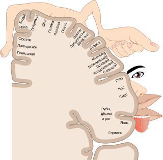 Американский учёный считает, что в человеческом мозге нет гомункула  (англ.) (рус.. Фото 1 