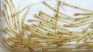 Белого бычка Петерса едят живым (на илл.). Фото 1 