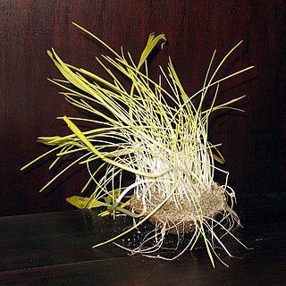 Бледные побеги картофеля (на илл.) — результат этиоляции. Фото 2 