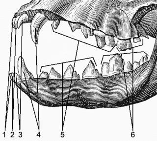 Если зубы слабы, для проглатывания можно закрутить жертву во рту. Фото 1 