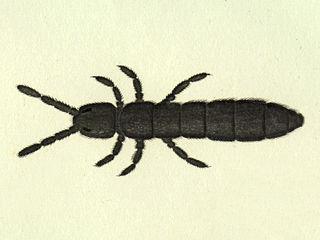 Глетчерная блоха с помощью антифриза способна выживать после замораживания до −10…−15 °С. Фото 1