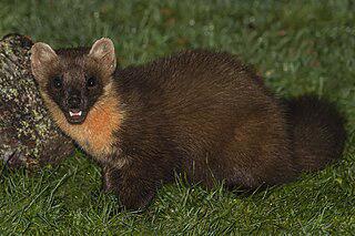 Каменная куница — единственный вид куниц, не боящийся обитать вблизи поселений человека. Фото 1 