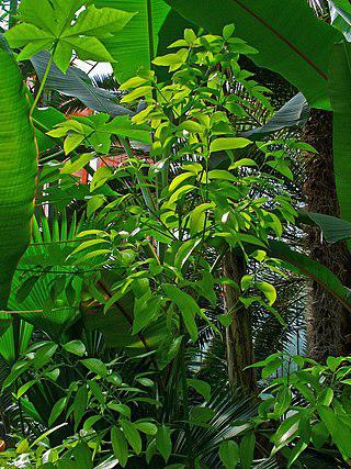 Кокаин в «Кока-коле» (на илл.) заменили на корицу, лимон и кориандр. Фото 1 