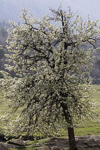 Колючую волосатую грушу используют в живых изгородях. Фото 1