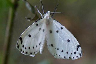 Любительница сирени способна взлетать с поверхности воды. Фото 1 