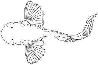 Морской слизень — самая глубоководная рыба, заснятая на видео в своей естественной среде обитания. Фото 2 
