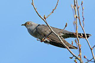 Не только кукушка паразитирует на соседях. Фото 1