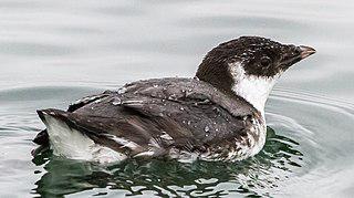 Обыкновенные старики живут в колониях и проводят зиму в Калифорнии. Фото 3 