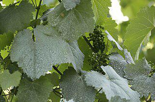 Одно из лучших вин Грузии производится из безымянного сорта винограда. Фото 1 